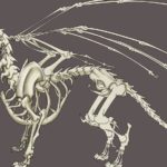 Dragon Anatomy, Physiology and Reproduction