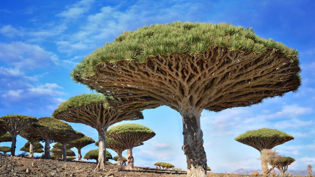 The Magical Dragon’s Blood Tree